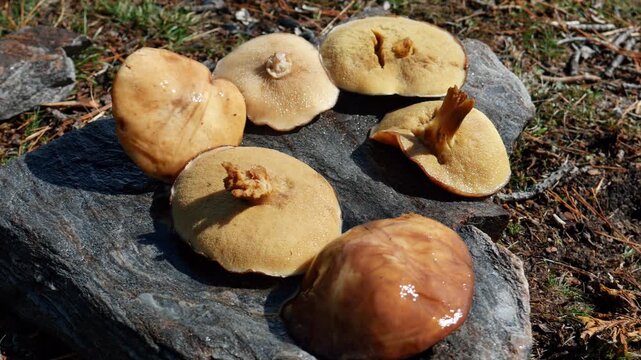 Static handheld close-up of gathered Slippery Jack mushrooms resting on a grey stone. Sunlight highlights their shiny caps and porous undersides against a forest floor background.