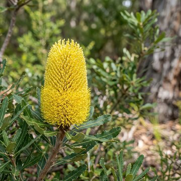 Close-up of vibrant bottlebrush flower in green foliage