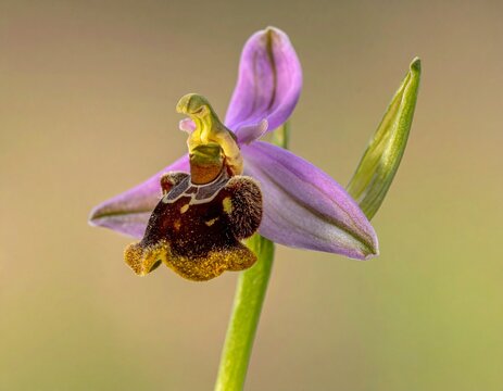 Ophrys apifera bee orchid. Detailed macro of beautiful wild orchid mimicking a bee on green background.
