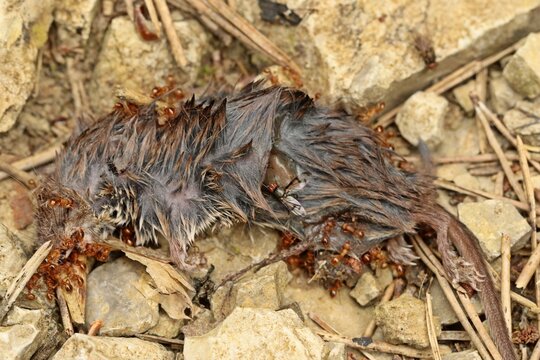  Rote Gartenameisen (Myrmica rubra) fressen an Kadaver einer Spitzmaus
