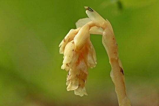 Fichtenspargel (Monotropa hypopitys)