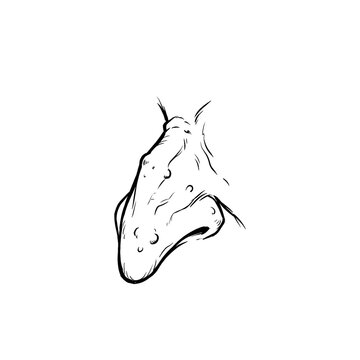 Hand drawn sketch of rugged hooked witch nose on dummy head isolated on white background. Technical line art.
