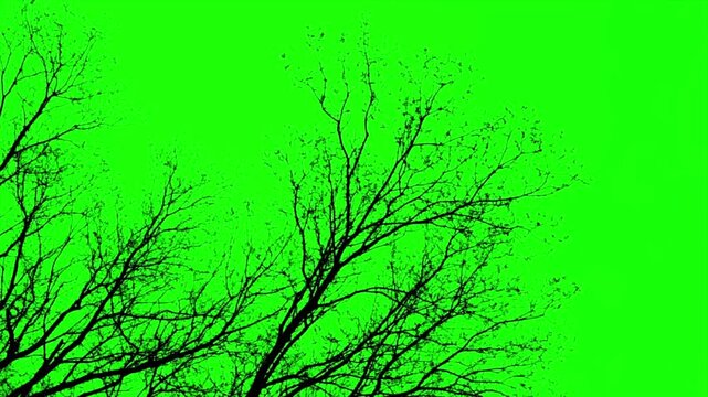 Bare tree branches silhouette on green screen background, nature overlay animation, chroma key forest scene, realistic outdoor footage, 4k motion graphics video