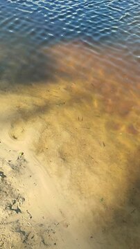 Small fish swimming in clear water near sandy shore. Ripple on lake surface at sunny beach. Natural aquatic environment with school of minnow by river bank.