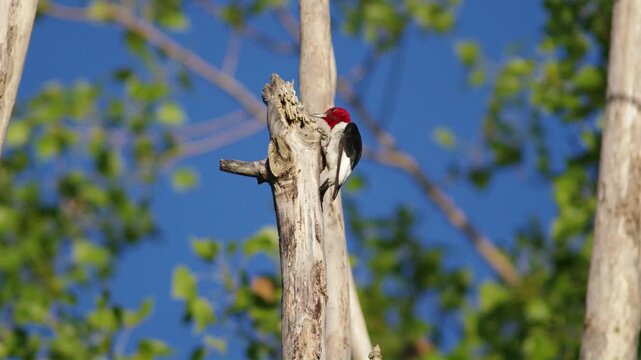 Red-headed Woodpecker at Sheldon Marsh