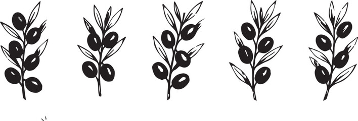 olive branch crayon drawing style botanic plant vector illustration.  © jobaida