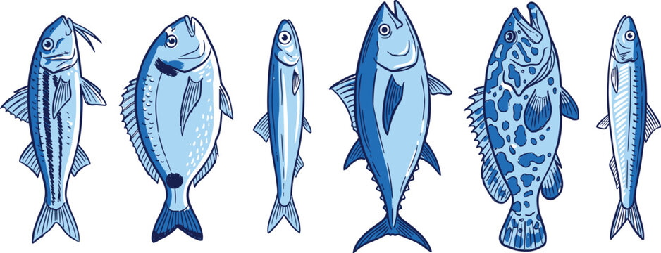 Blue Ocean Fish Species Set with Tuna, Sardine, Grouper, and Mackerel Sea Life in Hand Drawn Vector Illustration Design