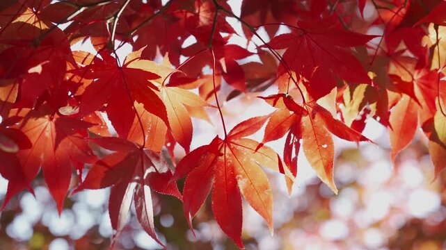 紅葉の木