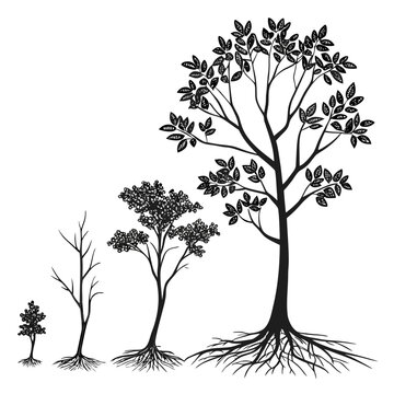 Black and white silhouette showing the growth stages of a tree from a small sprout to a fully developed tree with roots