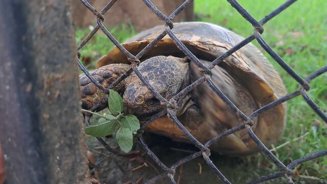 Small turtle navigating a suburban environment near a metal fence.
