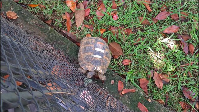 Small turtle navigating a suburban environment near a metal fence.