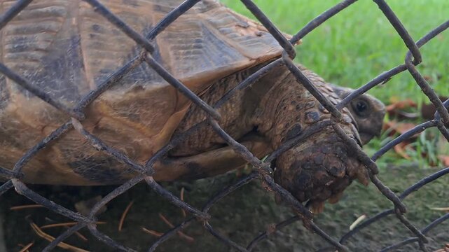Small turtle navigating a suburban environment near a metal fence.