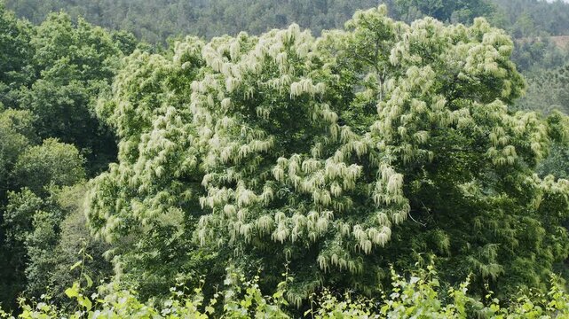 Flowering sweet chestnut tree branches with long catkins illuminated by beautiful evening backlight. 