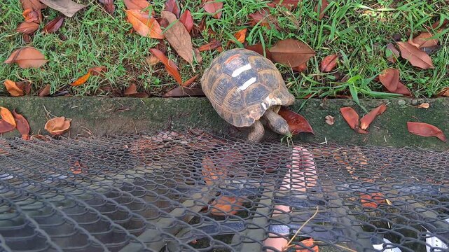 Small turtle navigating a suburban environment near a metal fence.