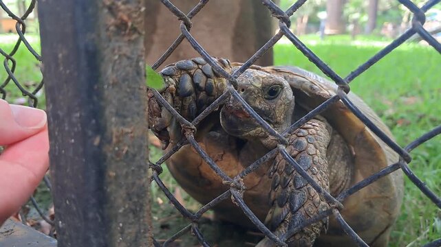 Small turtle navigating a suburban environment near a metal fence.