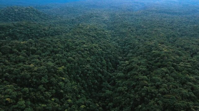 Drone View of Deep Tropical Rainforest Valley in Ecuador, Layered Green Hills, Dense Forest Canopy and Remote Amazon Wilderness Landscape