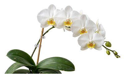 White orchid branch with multiple blossoms and buds, isolated on transparent background, for floral and decorative designs, copy space © ATIQULISLAM