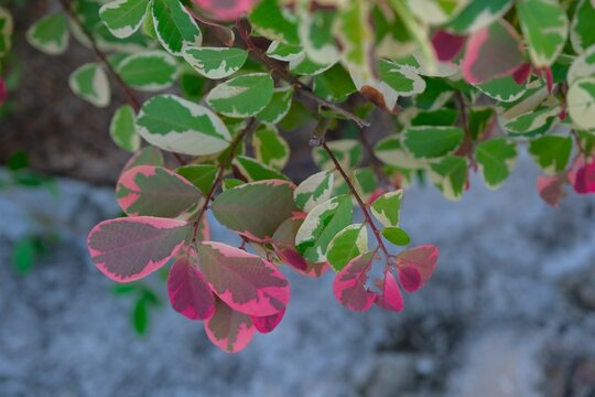 The red-leafed Breynia (Breynia disticha or Snowbush) is a tropical shrub featuring beautiful variegated foliage.