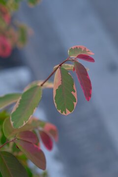 Red leafed Breynia disticha or snowbush tropical shrub with beautiful variegated foliage green white and pink le. Breynia daun merahaf color gradients