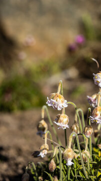 Vertical close-up of wild Armeria maritima flowers with blurred background