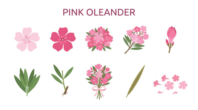Pink oleander vector variety set with bouquet and petals