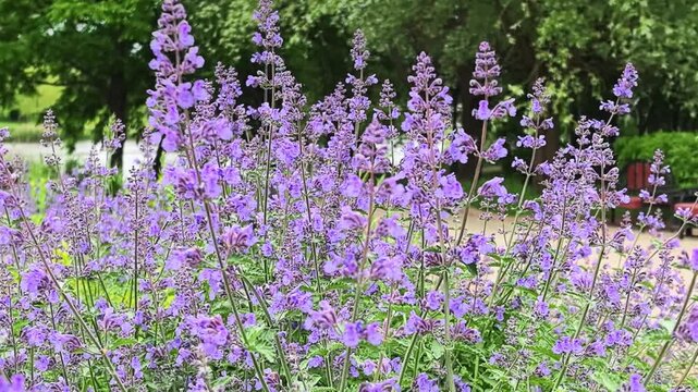 Field of purple catmint flowers in summer park