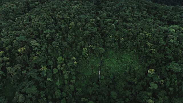 Top Down Drone View of Dense Tropical Rainforest Canopy in Ecuador, Dark Green Tree Crowns, Amazon Biodiversity and Natural Forest Texture