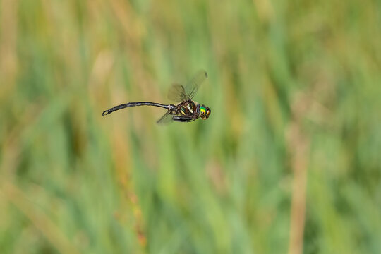 06544-01014 Hine's Emerald (Somatochlora hineana) male in flight in fen Reynolds Co.  MO