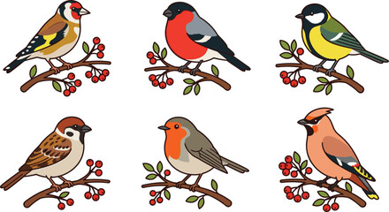 Cute Garden Bird Vector Illustration Set Featuring Robin, Bullfinch, Sparrow, and Titmouse on Tree Branches with Red Berries for Pattern, Greeting Card, and Educational Designs © MdMizanur