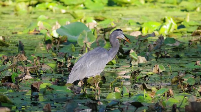 Great Blue Heron with a Catfish at Sheldon Marsh