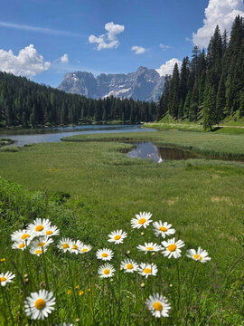 Landscape in Dolomites with white daisy flowers in the foreground, a calm mountin lake and pine forest under blue sky, Italy