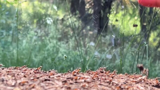 Red wood ants (Formica rufa) spraying formic acid in the air to defend their anthill against a human hand.