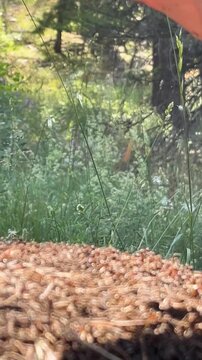 Red wood ants (Formica rufa) spraying formic acid in the air to defend their anthill against a human hand.