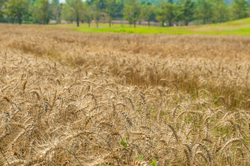 Fototapeta premium Wheat field stretching across countryside near Chiang Mai, Thailand. Mature grain crop growing under bright daylight. Rural farming, agricultural productivity and natural landscape