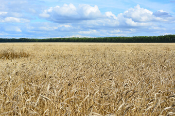 Naklejka premium Golden Wheat Field Under Blue Sky with Clouds front view