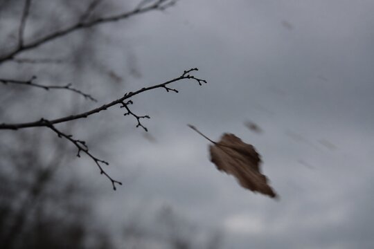 The last dry leaf swept from a branch by wind against a gray sky.