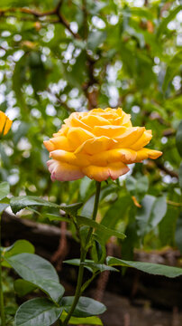 Vertical close-up of a yellow rose blooming in the garden
