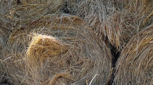 Stack of round hay bales on a farm field. Dried straw rolls stored for livestock feed. Agricultural harvest season in rural countryside. Rustic texture, golden wheat field background.