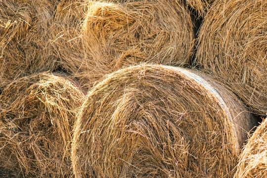 Stack of round hay bales on a farm field. Dried straw rolls stored for livestock feed. Agricultural harvest season in rural countryside. Rustic texture, golden wheat field background.
