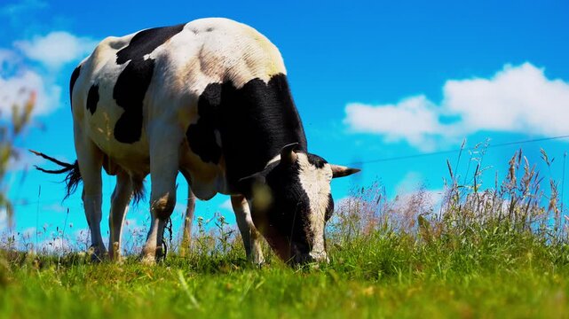 Black and white cow grazing in a green summer meadow. Domestic cattle eating grass in farmland. Livestock farming, milk production and agriculture symbol. Organic dairy industry concept.