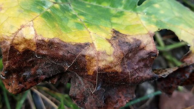 Macro eye level shot focusing on the wrinkled brown rotting tissue and yellow border of a decaying leaf moving subtly.