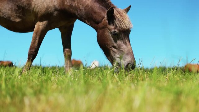 Horse grazing in a summer meadow. Brown pony eating green grass in a countryside field. Peaceful rural scene with nature landscape. Animal freedom and livestock pasture concept.