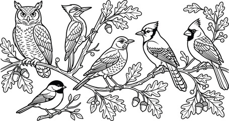 Detailed black and white vector illustration of owl, woodpecker, robin, blue jay, cardinal, and chickadee perched on oak branches © Mahabuba