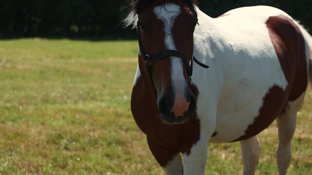 Horse with halter standing in a green meadow. Portrait of spotted brown and white equine in a sunny pasture. Farm animal grazing in summer countryside. Equestrian and farming concept.