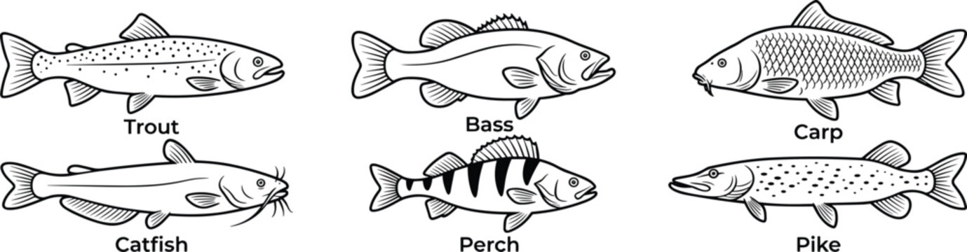 Detailed black and white vector illustration set showcasing trout, bass, carp, catfish, perch, and pike freshwater fish species