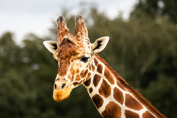 Naklejka premium portrait of a giraffe