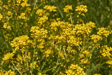 Obraz premium Barbarea vulgaris (lat. Barbarea vulgaris) is blooming in the meadow. Inflorescence Barbarea vulgaris.