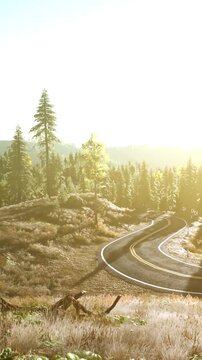 A winding road cuts through a forest of tall trees. Sunlight shines brightly, illuminating the landscape. The scene shows natural greenery and open space, inviting exploration.