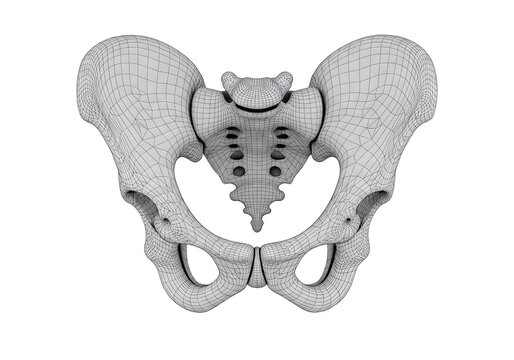 Anatomical 3d wireframe model of a human pelvis bone isolated on white background for medical study and analysis