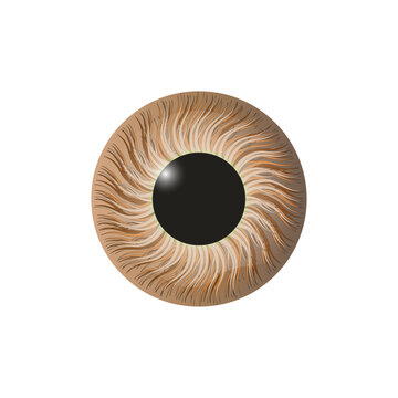 Brown Human Eye Iris and Pupil Isolated on Transparent